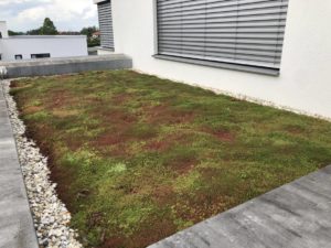 Pestrofarebné rozchodníky - Extenzívna zelená strecha, Záhorská Bystrica